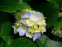 S1Esq_1472619489.jpg
