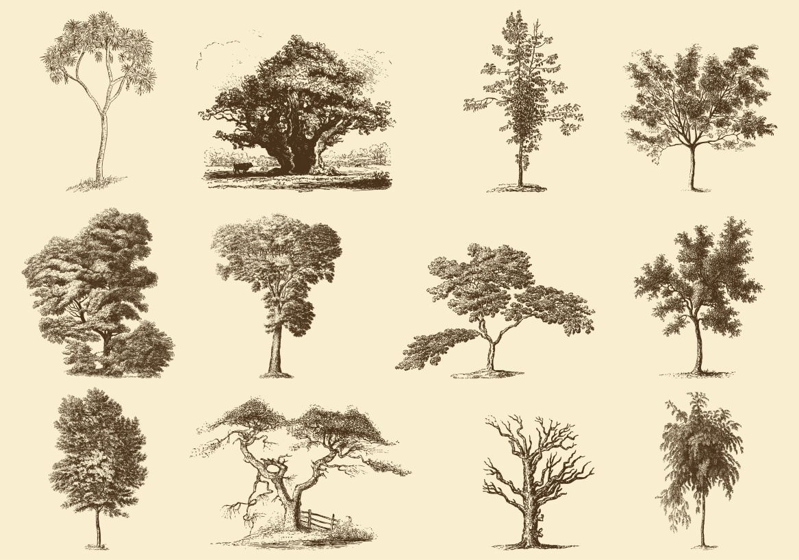 [그래픽소스] EPS 나무 스케치느낌 디자인