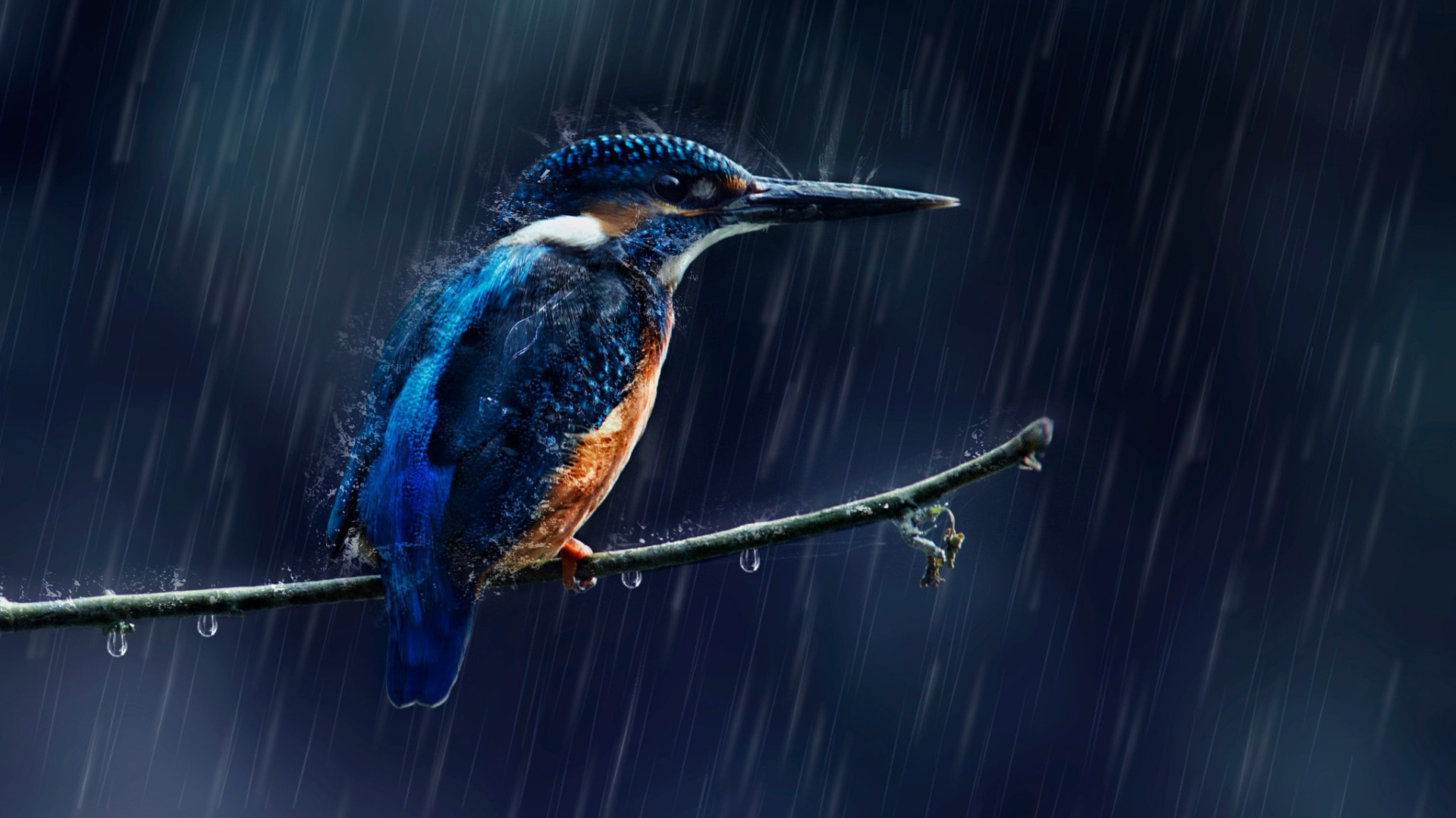 물총새 고화질3