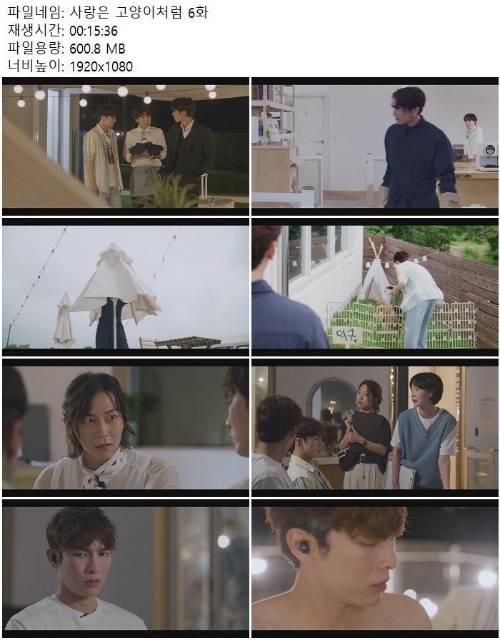 사랑은 고양이처럼 6화