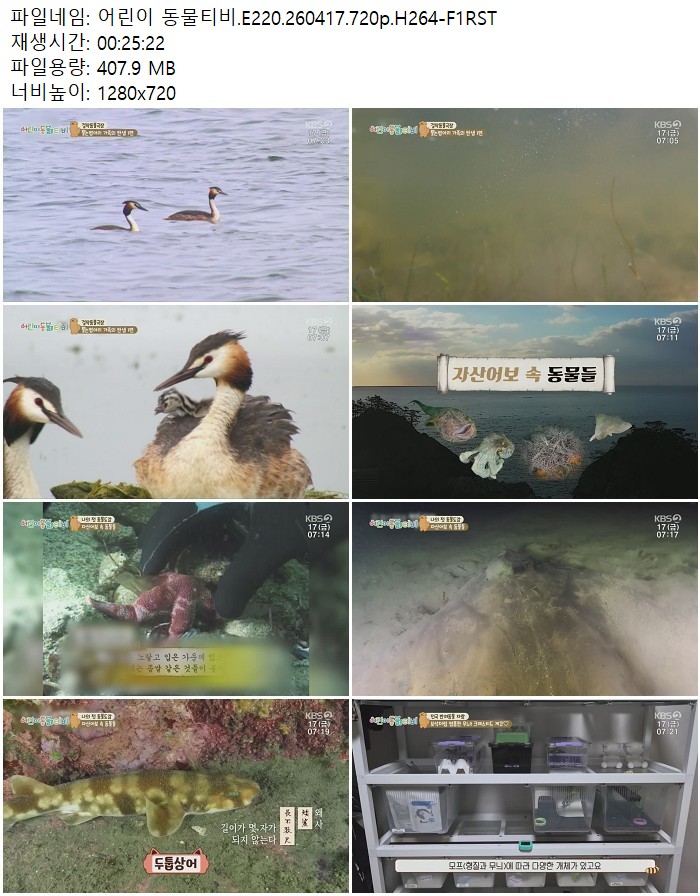 어린이 동물티비.E220.260417.720p.H264