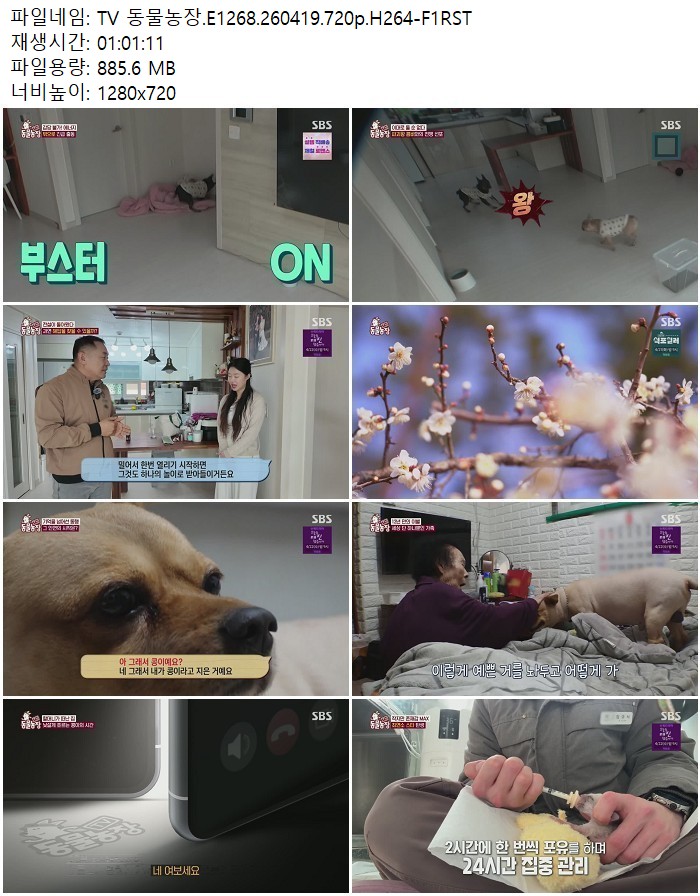 TV 동물농장.E1268.260419.720p.H264