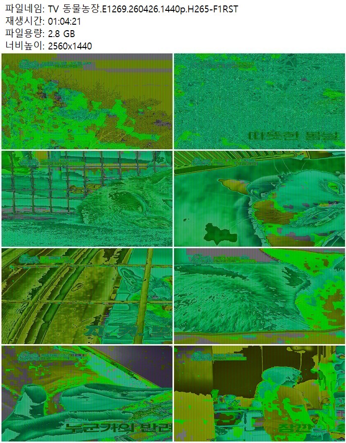 TV 동물농장.E1269.260426.1440p.H265
