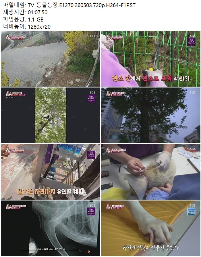 TV 동물농장.E1270.260503.720p.H264