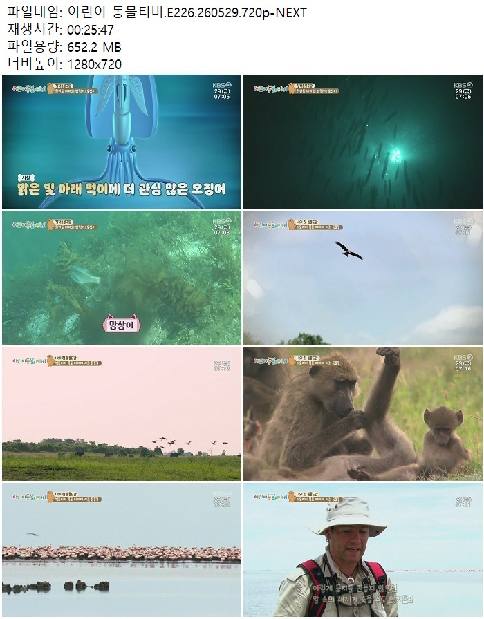 어린이 동물티비.E226.260529.720p-NEXT