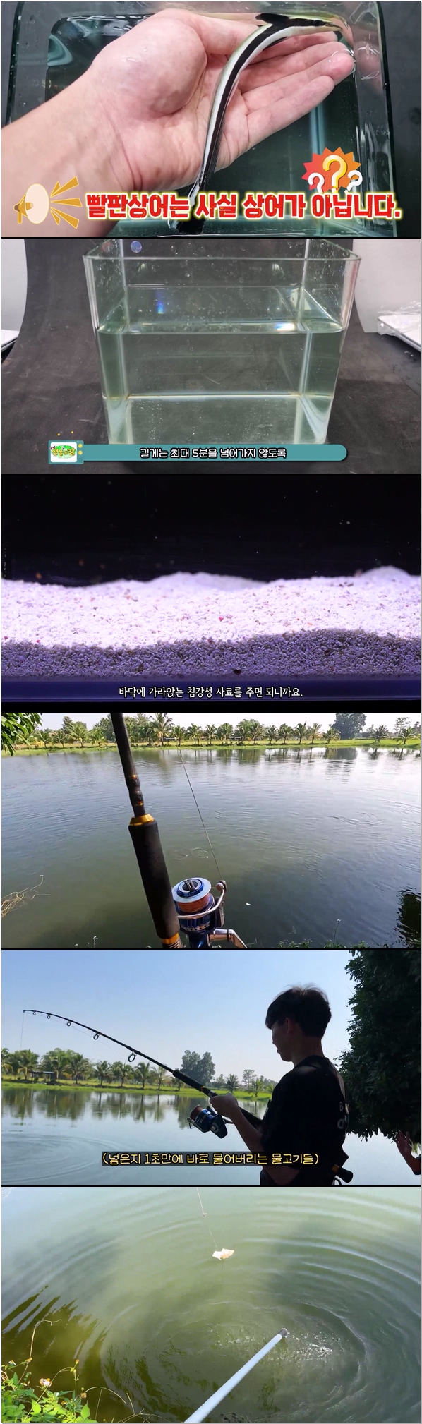 희귀한 생물 대백과 [TV생물도감 시즌3 17화]