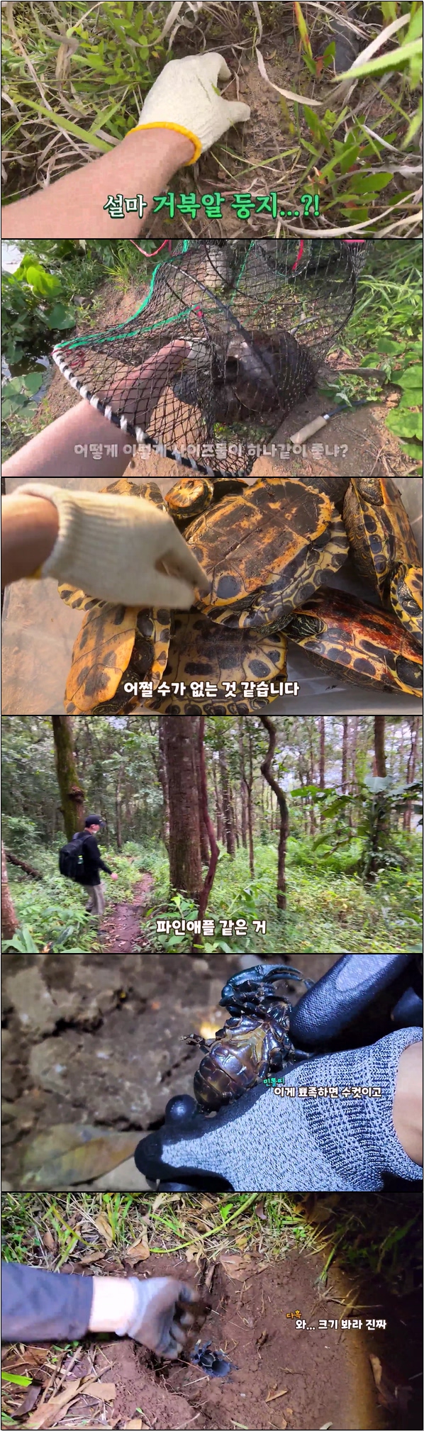 희귀한 생물 대백과 [TV생물도감 시즌3 20화]