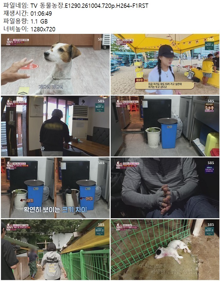 TV 동물농장.E1290.261004.720p.H264