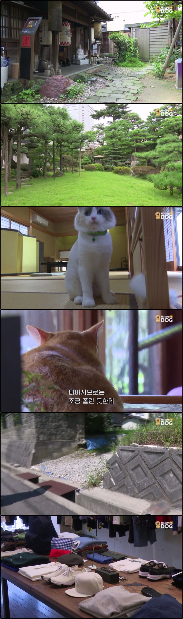 일본 각지의 풍경과 고양이들의 모습 [고양이 엿보기 10회]