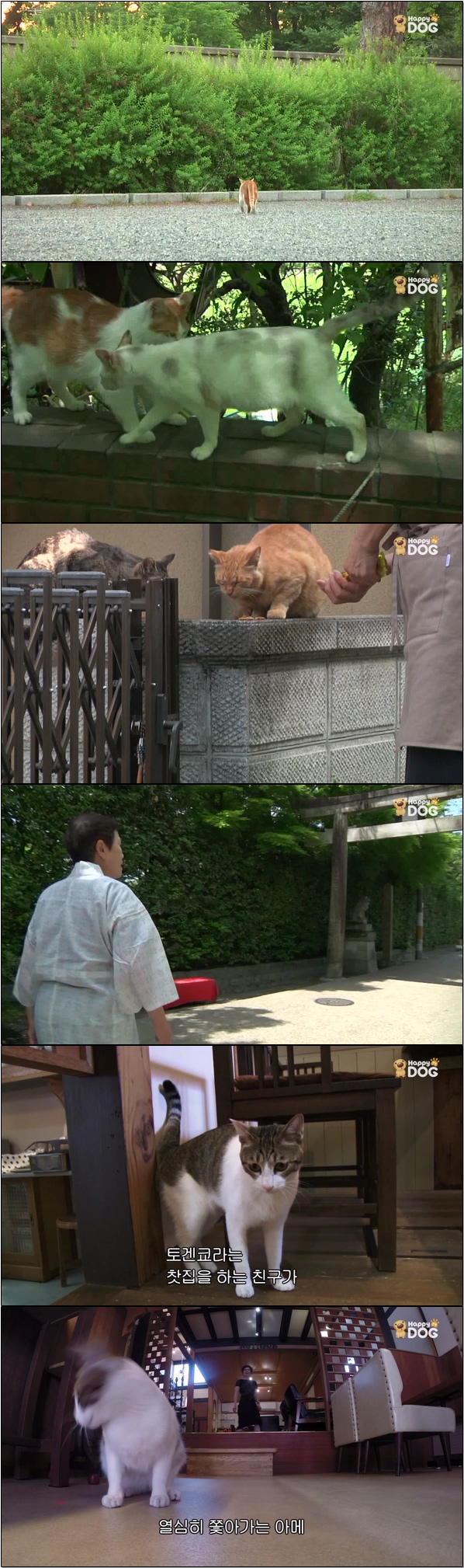 일본 각지의 풍경과 고양이들의 모습 [고양이 엿보기 13회]