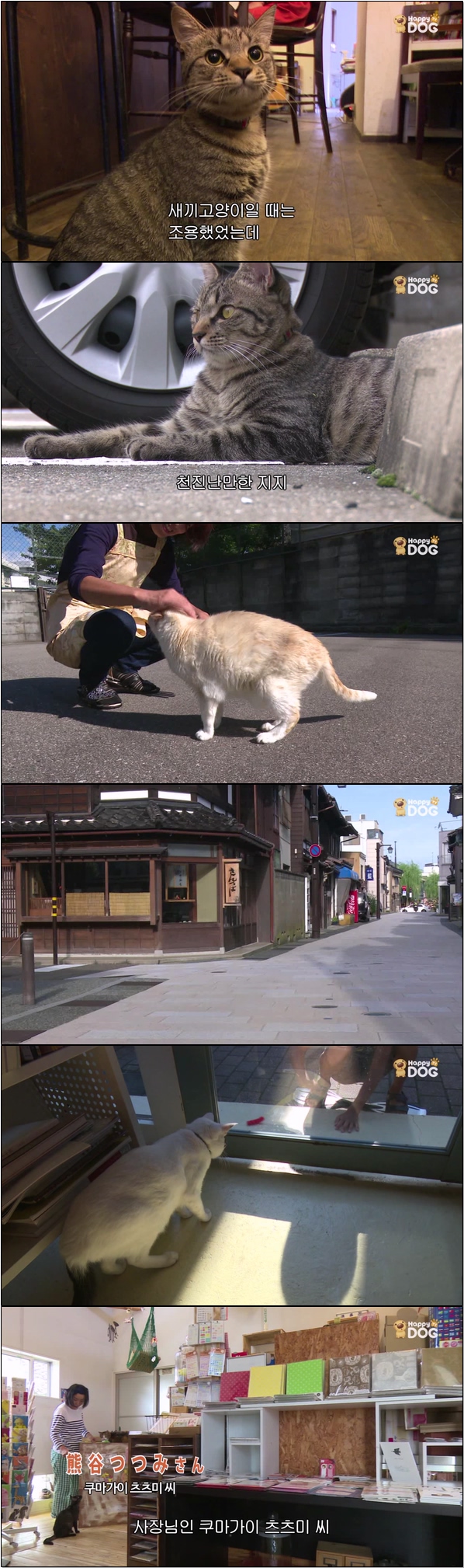 일본 각지의 풍경과 고양이들의 모습 [고양이 엿보기 11회]