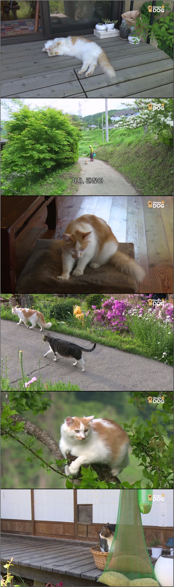 일본 각지의 풍경과 고양이들의 모습 [고양이 엿보기 22회]