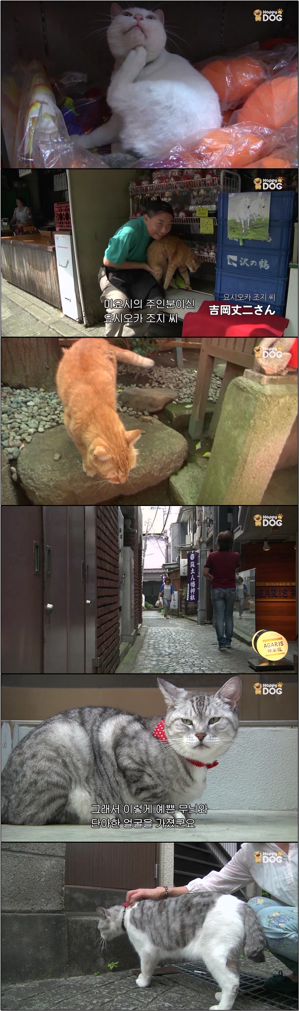 일본 각지의 풍경과 고양이들의 모습 [고양이 엿보기 26회]