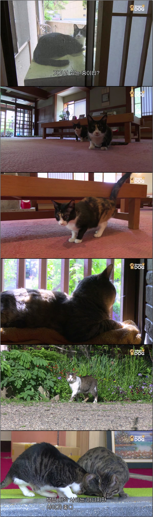 일본 각지의 풍경과 고양이들의 모습 [고양이 엿보기 23회]