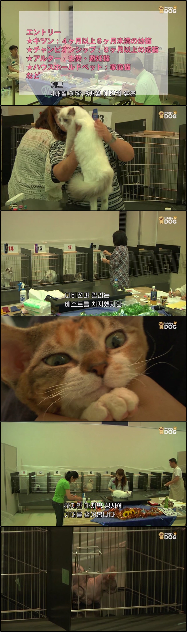 심쿵 아기 고양이들 랜선 집사들 모여라 [야옹아 놀자 3화]