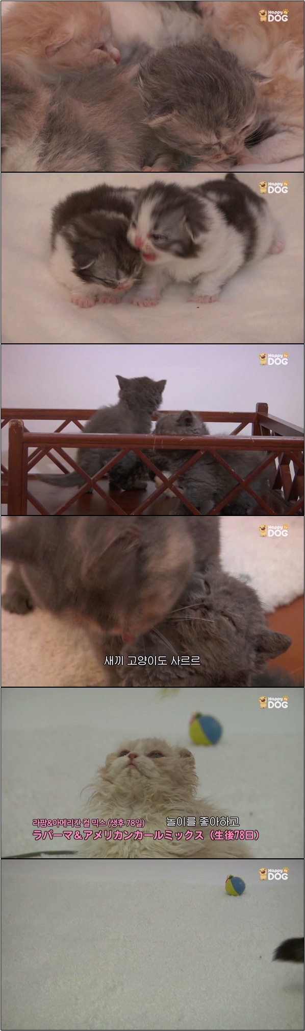 심쿵 아기 고양이들 랜선 집사들 모여라 [야옹아 놀자 7화]