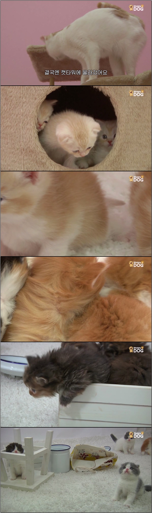 심쿵 아기 고양이들 랜선 집사들 모여라 [야옹아 놀자 4화]