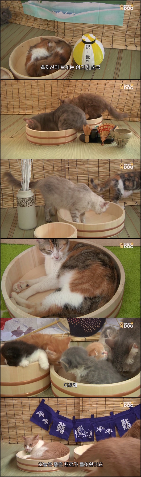 심쿵 아기 고양이들 랜선 집사들 모여라 [야옹아 놀자 11화]