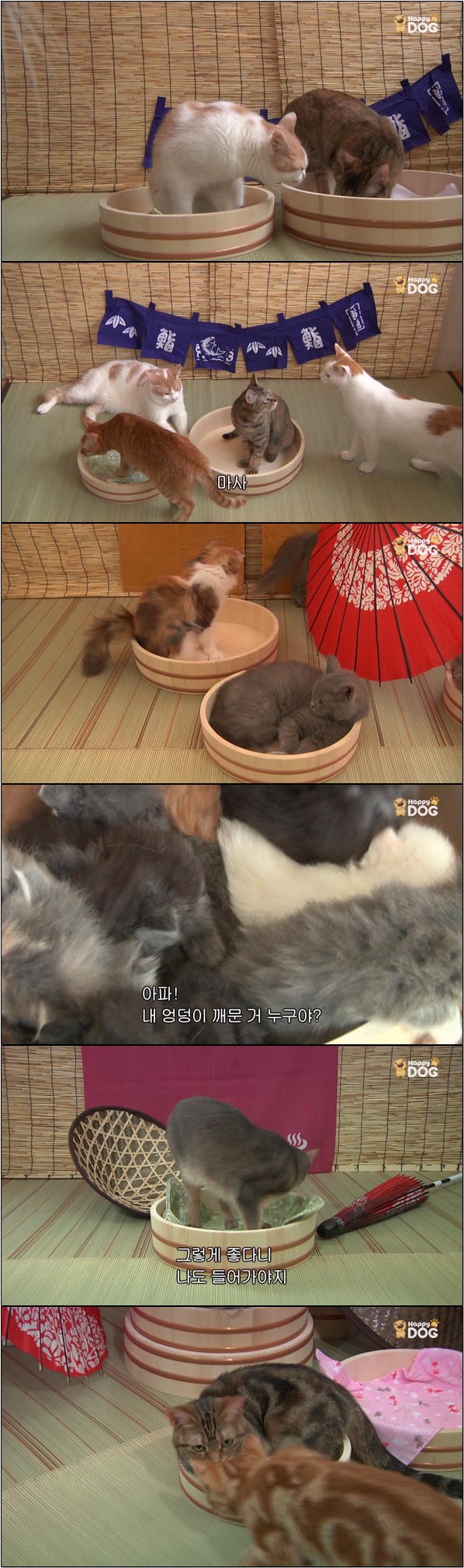 심쿵 아기 고양이들 랜선 집사들 모여라 [야옹아 놀자 10화]
